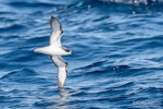 Cook's petrel | Tītī. Adult in flight, ventral. The Petrel Station pelagic offshore from Tutukaka, November 2023. Image © Scott Brooks, www.thepetrelstation.nz by Scott Brooks.