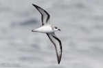 Black-winged petrel | Karetai kapa mangu. Adult in flight, ventral. The Petrel Station pelagic offshore from Tutukaka, December 2023. Image © Scott Brooks, www.thepetrelstation.nz by Scott Brooks.