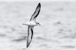 Black-winged petrel | Karetai kapa mangu. In flight showing underwing. The Petrel Station pelagic offshore from Tutukaka, January 2024. Image © Scott Brooks, www.thepetrelstation.nz by Scott Brooks.