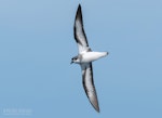 Black-winged petrel | Karetai kapa mangu. In flight showing underwing. The Petrel Station pelagic offshore from Tutukaka, February 2022. Image © Scott Brooks, www.thepetrelstation.nz by Scott Brooks.