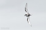 Mottled petrel | Kōrure. Adult in flight, ventral. The Petrel Station pelagic offshore from Tutukaka, November 2023. Image © Scott Brooks, www.thepetrelstation.nz by Scott Brooks.