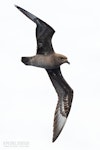 Kermadec petrel | Pia koia. Adult in flight (dark morph). The Petrel Station pelagic offshore from Tutukaka, January 2022. Image © Scott Brooks, www.thepetrelstation.nz by Scott Brooks.