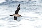 Kermadec petrel | Pia koia. Adult in flight (intermediate morph). The Petrel Station pelagic offshore from Tutukaka, January 2024. Image © Scott Brooks, www.thepetrelstation.nz by Scott Brooks.