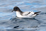 Cape petrel | Karetai hurukoko. Adult nominate subspecies on sea surface. The Petrel Station pelagic offshore from Tutukaka, August 2023. Image © Scott Brooks, www.thepetrelstation.nz by Scott Brooks.