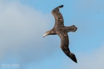 Northern giant petrel | Pāngurunguru. Adult in flight, dorsal. The Petrel Station pelagic offshore from Tutukaka, October 2023. Image © Scott Brooks, www.thepetrelstation.nz by Scott Brooks.