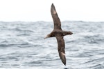 Northern giant petrel | Pāngurunguru. Adult in flight, dorsal. The Petrel Station pelagic offshore from Tutukaka, December 2023. Image © Scott Brooks, www.thepetrelstation.nz by Scott Brooks.