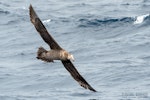 Northern giant petrel | Pāngurunguru. Adult in flight, ventral. The Petrel Station pelagic offshore from Tutukaka, December 2023. Image © Scott Brooks, www.thepetrelstation.nz by Scott Brooks.