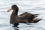 Northern giant petrel | Pāngurunguru. Juvenile on sea surface. The Petrel Station pelagic offshore from Tutukaka, May 2022. Image © Scott Brooks, www.thepetrelstation.nz by Scott Brooks.