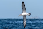 Salvin's mollymawk | Toroa. Adult in flight, ventral. The Petrel Station pelagic offshore from Tutukaka, October 2023. Image © Scott Brooks, www.thepetrelstation.nz by Scott Brooks.