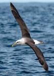 Buller's mollymawk | Toroa. Adult in flight (southern subspecies). The Petrel Station pelagic offshore from Tutukaka, August 2023. Image © Scott Brooks, www.thepetrelstation.nz by Scott Brooks.
