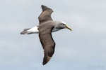 Buller's mollymawk | Toroa. Adult (northern subspecies) in flight. The Petrel Station pelagic offshore from Tutukaka, October 2023. Image © Scott Brooks, www.thepetrelstation.nz by Scott Brooks.