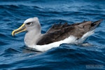 Buller's mollymawk | Toroa. Adult (northern subspecies) on sea surface. The Petrel Station pelagic offshore from Tutukaka, October 2023. Image © Scott Brooks, www.thepetrelstation.nz by Scott Brooks.