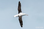 Southern royal albatross | Toroa. Juvenile in flight. The Petrel Station pelagic offshore from Tutukaka, December 2023. Image © Scott Brooks, www.thepetrelstation.nz by Scott Brooks.