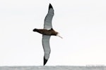 Wandering albatross | Toroa. Juvenile in flight, ventral. The Petrel Station pelagic offshore from Tutukaka, March 2024. Image © Scott Brooks, www.thepetrelstation.nz by Scott Brooks.