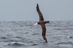 Wandering albatross | Toroa. Juvenile in flight, dorsal. The Petrel Station pelagic offshore from Tutukaka, March 2024. Image © Scott Brooks, www.thepetrelstation.nz by Scott Brooks.