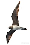 Long-tailed skua. Immature in flight. The Petrel Station pelagic offshore from Tutukaka, November 2022. Image © Scott Brooks, www.thepetrelstation.nz by Scott Brooks.