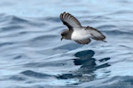 Grey-backed storm petrel | Reoreo. Adult in flight, ventral. The Petrel Station pelagic offshore from Tutukaka, August 2023. Image © Scott Brooks, www.thepetrelstation.nz by Scott Brooks.
