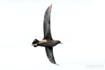 Short-tailed shearwater. Adult in flight, ventral. The Petrel Station pelagic offshore from Tutukaka, November 2023. Image © Scott Brooks, www.thepetrelstation.nz by Scott Brooks.