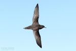 Short-tailed shearwater. Adult in flight, dorsal. The Petrel Station pelagic offshore from Tutukaka, November 2023. Image © Scott Brooks, www.thepetrelstation.nz by Scott Brooks.