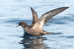 Short-tailed shearwater. Adult on sea surface with wings raised. The Petrel Station pelagic offshore from Tutukaka, December 2023. Image © Scott Brooks, www.thepetrelstation.nz by Scott Brooks.