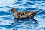 Short-tailed shearwater. Adult on sea surface. The Petrel Station pelagic offshore from Tutukaka, November 2023. Image © Scott Brooks, www.thepetrelstation.nz by Scott Brooks.