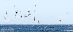 Short-tailed shearwater. Migrating flock. The Petrel Station pelagic offshore from Tutukaka, November 2023. Image © Scott Brooks, www.thepetrelstation.nz by Scott Brooks.