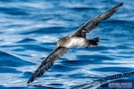 Pink-footed shearwater. In flight. The Petrel Station pelagic offshore from Tutukaka, July 2021. Image © Scott Brooks, www.thepetrelstation.nz by Scott Brooks.