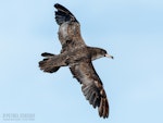 Pink-footed shearwater. In flight dorsal. The Petrel Station pelagic offshore from Tutukaka, July 2021. Image © Scott Brooks, www.thepetrelstation.nz by Scott Brooks.