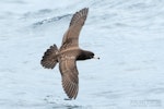 Flesh-footed shearwater | Toanui. Adult in flight, dorsal. The Petrel Station pelagic offshore from Tutukaka, November 2023. Image © Scott Brooks, www.thepetrelstation.nz by Scott Brooks.