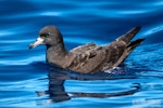 Flesh-footed shearwater | Toanui. Adult on sea surface. The Petrel Station pelagic offshore from Tutukaka, February 2024. Image © Scott Brooks, www.thepetrelstation.nz by Scott Brooks.