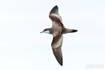 Buller's shearwater | Rako. Adult in flight, dorsal. The Petrel Station pelagic offshore from Tutukaka, November 2023. Image © Scott Brooks, www.thepetrelstation.nz by Scott Brooks.