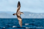 Buller's shearwater | Rako. Adult in flight, dorsal. The Petrel Station pelagic offshore from Tutukaka, October 2023. Image © Scott Brooks, www.thepetrelstation.nz by Scott Brooks.