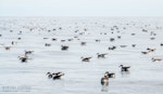 Buller's shearwater | Rako. Large flock rafting on ocean. The Petrel Station pelagic offshore from Tutukaka, February 2024. Image © Scott Brooks, www.thepetrelstation.nz by Scott Brooks.