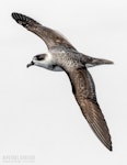 White-naped petrel. Adult in flight, dorsal. The Petrel Station pelagic offshore from Tutukaka, March 2023. Image © Scott Brooks, www.thepetrelstation.nz by Scott Brooks.
