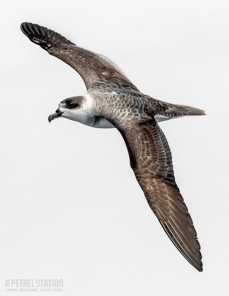White-naped petrel. Adult in flight, dorsal. The Petrel Station pelagic offshore from Tutukaka, March 2023. Image © Scott Brooks, www.thepetrelstation.nz by Scott Brooks.