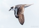 White-naped petrel. Adult in flight. The Petrel Station pelagic offshore from Tutukaka, March 2023. Image © Scott Brooks, www.thepetrelstation.nz by Scott Brooks.