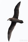 Grey-faced petrel | Ōi. Adult in flight, ventral. The Petrel Station pelagic offshore from Tutukaka, November 2023. Image © Scott Brooks, www.thepetrelstation.nz by Scott Brooks.