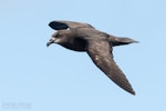 Grey-faced petrel | Ōi. Adult in flight, dorsal. The Petrel Station pelagic offshore from Tutukaka, October 2023. Image © Scott Brooks, www.thepetrelstation.nz by Scott Brooks.