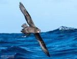 Grey-faced petrel | Ōi. Adult in flight, ventral. The Petrel Station pelagic offshore from Tutukaka, July 2023. Image © Scott Brooks, www.thepetrelstation.nz by Scott Brooks.