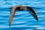 Grey-faced petrel | Ōi. Adult in flight. The Petrel Station pelagic offshore from Tutukaka, September 2022. Image © Scott Brooks, www.thepetrelstation.nz by Scott Brooks.