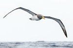 Chatham Island mollymawk | Toroa. Adult in flight. The Petrel Station pelagic offshore from Tutukaka, December 2022. Image © Scott Brooks, www.thepetrelstation.nz by Scott Brooks.