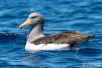 Chatham Island mollymawk | Toroa. Adult resting on ocean. The Petrel Station pelagic offshore from Tutukaka, November 2023. Image © Scott Brooks, www.thepetrelstation.nz by Scott Brooks.