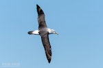 White-capped mollymawk | Toroa. Adult in flight, dorsal. The Petrel Station pelagic offshore from Tutukaka, November 2023. Image © Scott Brooks, www.thepetrelstation.nz by Scott Brooks.