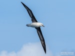 Campbell black-browed mollymawk | Toroa. Immature in flight. The Petrel Station pelagic offshore from Tutukaka, May 2022. Image © Scott Brooks, www.thepetrelstation.nz by Scott Brooks.