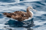 Streaked shearwater. Adult resting on ocean. First New Zealand live record. The Petrel Station pelagic offshore from Tutukaka, November 2023. Image © Scott Brooks, www.thepetrelstation.nz by Scott Brooks.