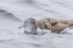 Streaked shearwater. Adult on sea surface. First New Zealand live record. East of Poor Knights Islands, November 2023. Image © Oscar Thomas by Oscar Thomas.