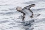 Streaked shearwater. Adult on sea surface with wings raised. First New Zealand live record. East of Poor Knights Islands, November 2023. Image © Oscar Thomas by Oscar Thomas.