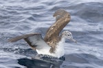 Streaked shearwater. Adult on sea surface with wings raised. First New Zealand live record. East of Poor Knights Islands, November 2023. Image © Oscar Thomas by Oscar Thomas.