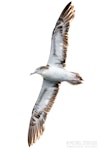 Streaked shearwater. Adult in flight, ventral. First New Zealand live record. The Petrel Station pelagic offshore from Tutukaka, November 2023. Image © Scott Brooks, www.thepetrelstation.nz by Scott Brooks.