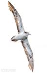 Streaked shearwater. Adult in flight, ventral. First New Zealand live record. The Petrel Station pelagic offshore from Tutukaka, November 2023. Image © Scott Brooks, www.thepetrelstation.nz by Scott Brooks.